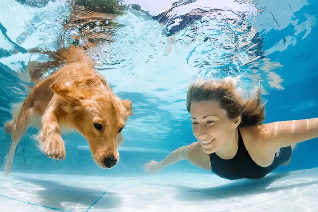 Rampa para Cachorro na Piscina: Tudo o que Você Precisa Saber