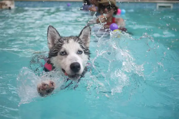 Rampa para Cachorro na Piscina