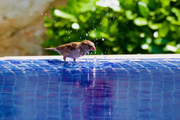 Trazendo Brilho à Beira da Piscina: O Guia Definitivo para Limpar e Manter as Bordas Impecáveis