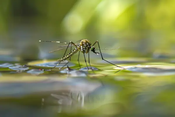 Insetos na Piscina: Desvendando o Enigma e Protegendo o Paraíso Aquático