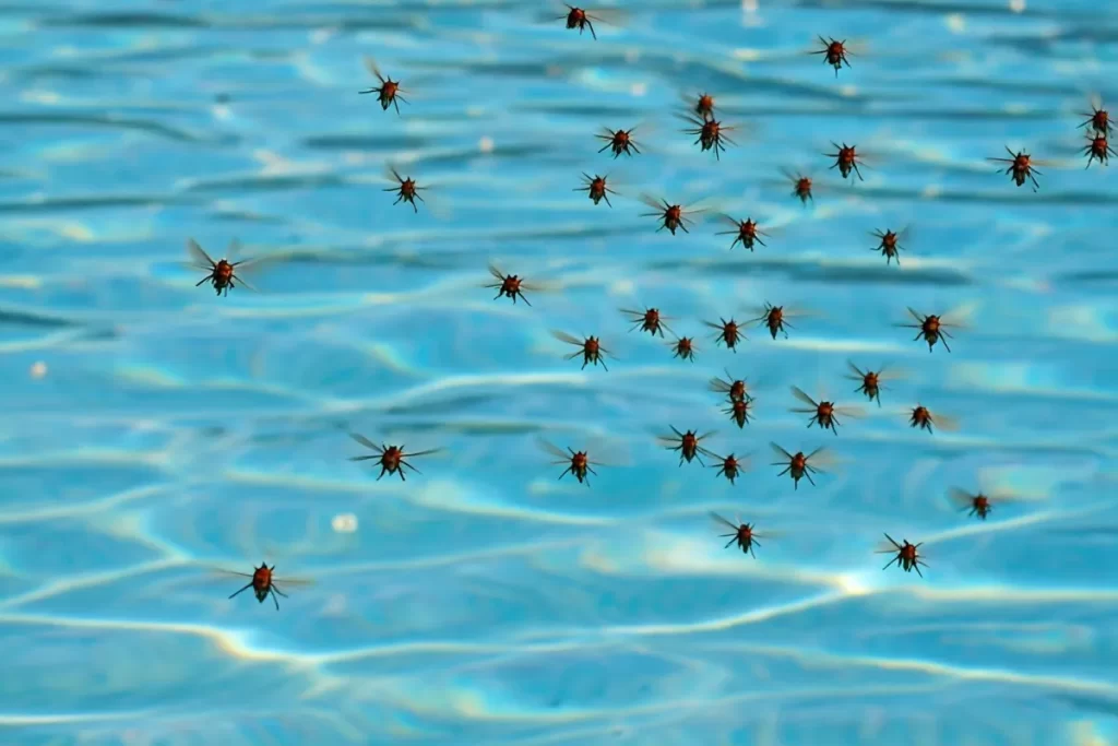 Insetos na Piscina