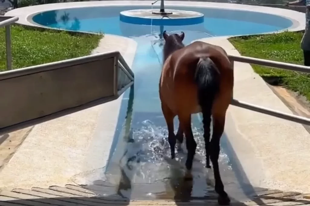 Reabilitação Aquática: Piscinas de Terapia para Cavalos